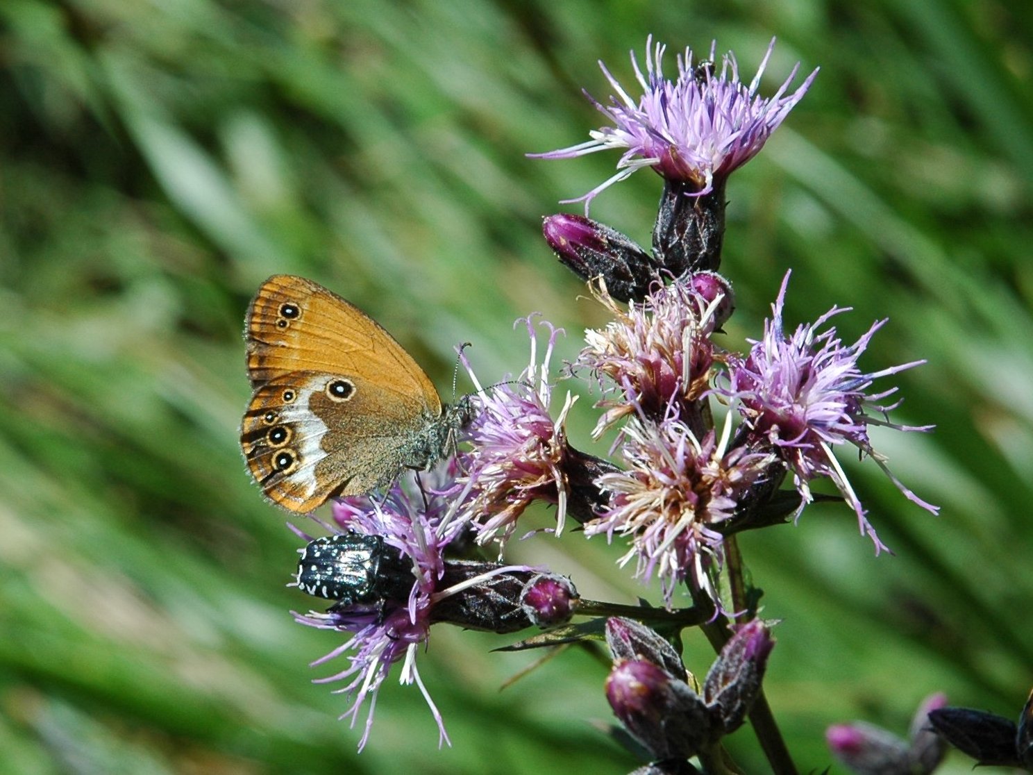 Coenonympha arcania